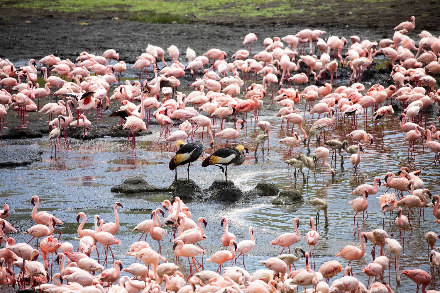 Forests, Father Flamingo And Arusha National Park