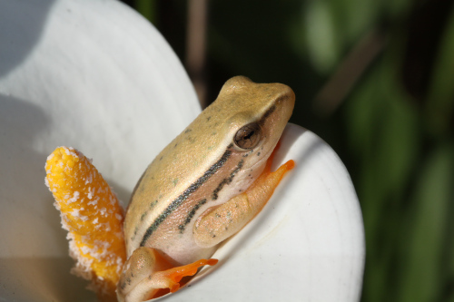 From Leap Frog to Toad in the Pole