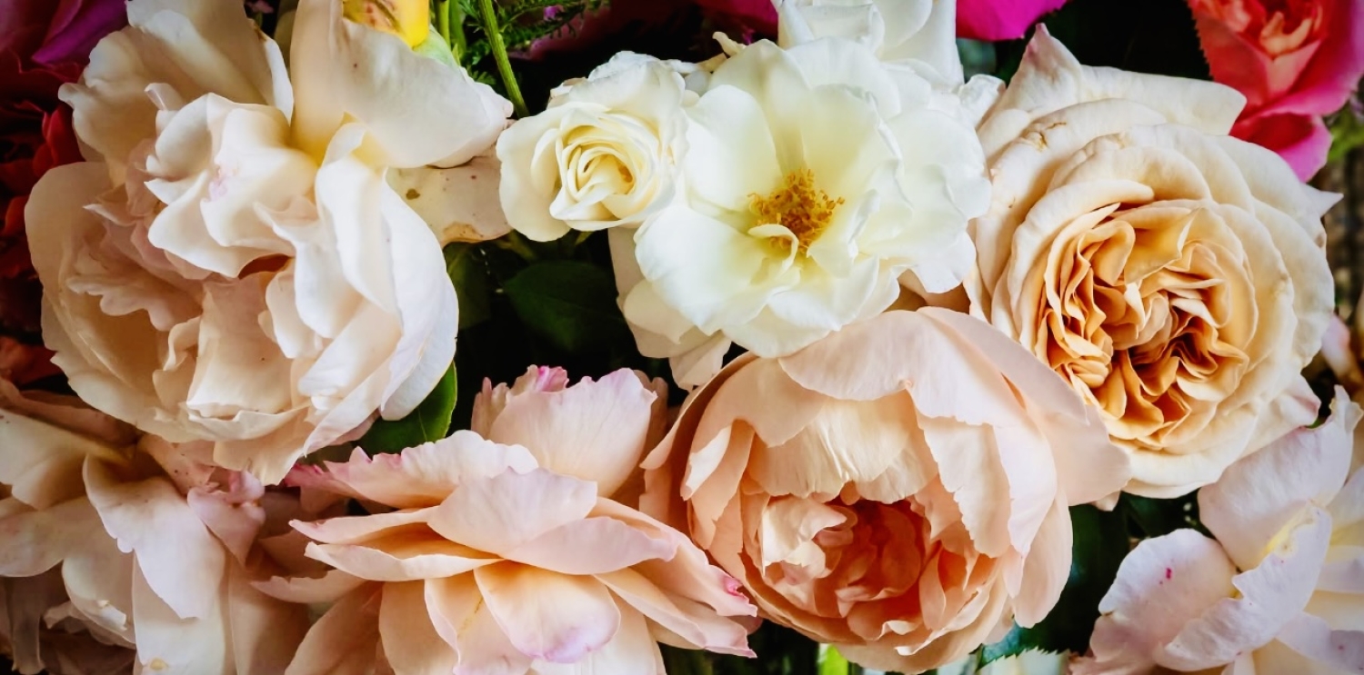 From The Coast To The Karoo - Summer Meanders Hermanus, Worcester And Prince Albert