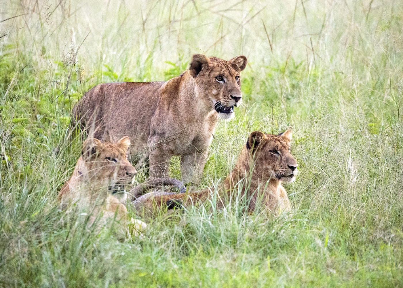 From The Highland Forests To Chance Encounters On The Plains Of Queen Elizabeth National Park - Discovering Uganda