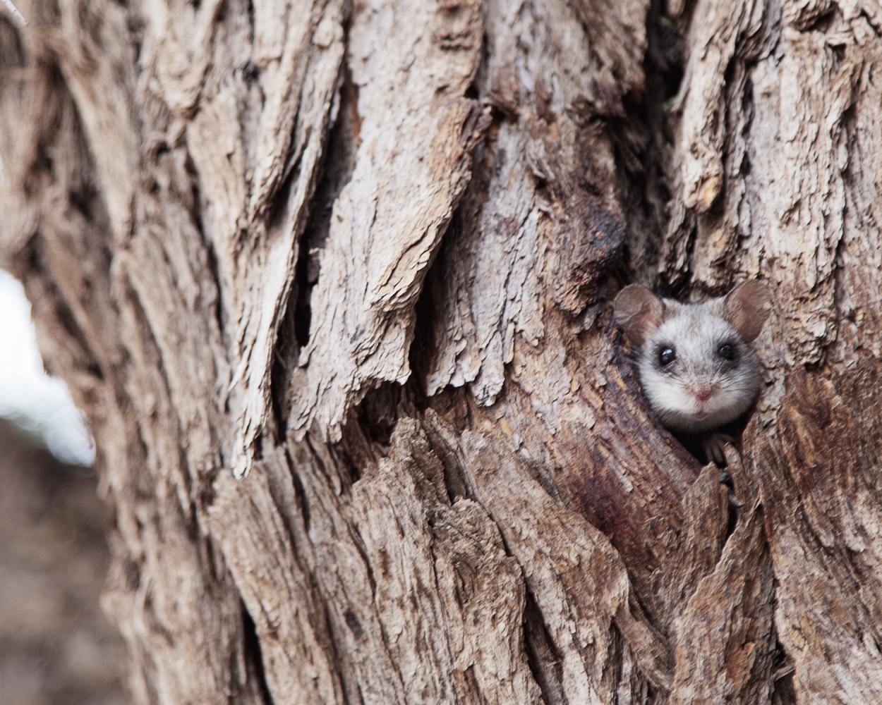 Glamping in the Kgalagadi Trans Frontier Park