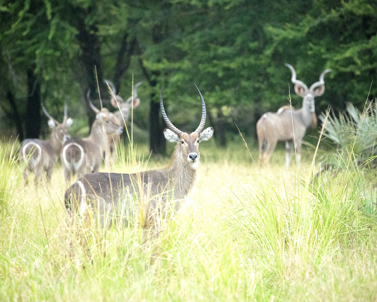 Gorongosa National Park - 15 Shades Of Green