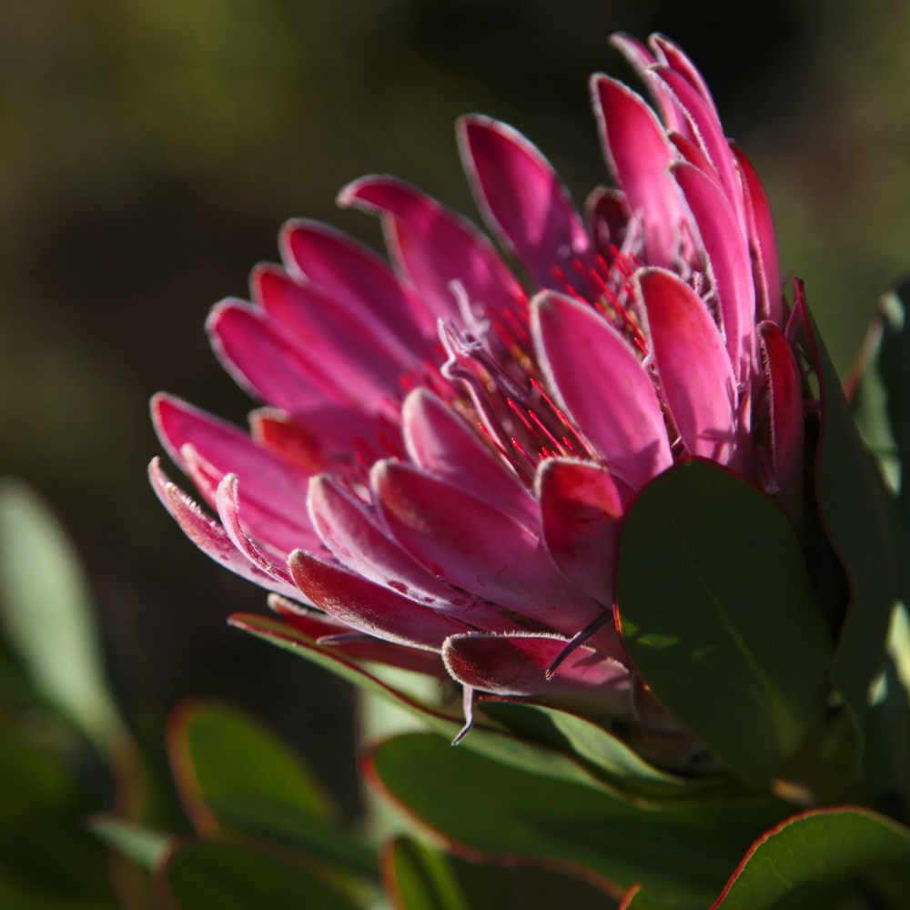 Head In The Clouds - At The Frame House - Bosman's Wine and Protea Farm – Hemel en Aarde Valley
