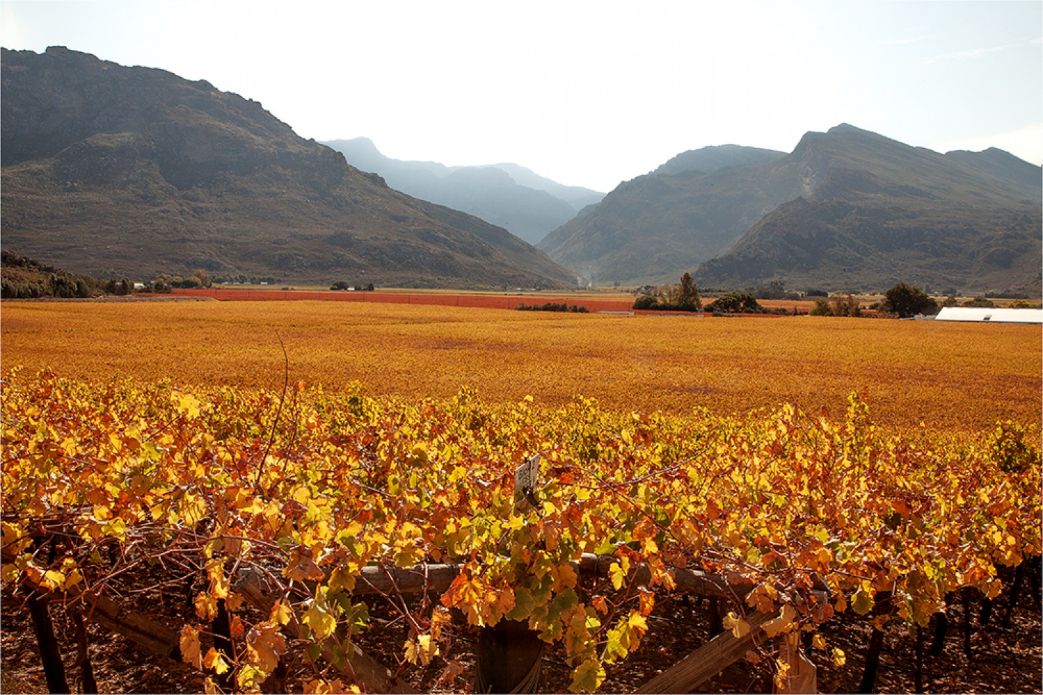Hex River Valley Celebrating Autumn