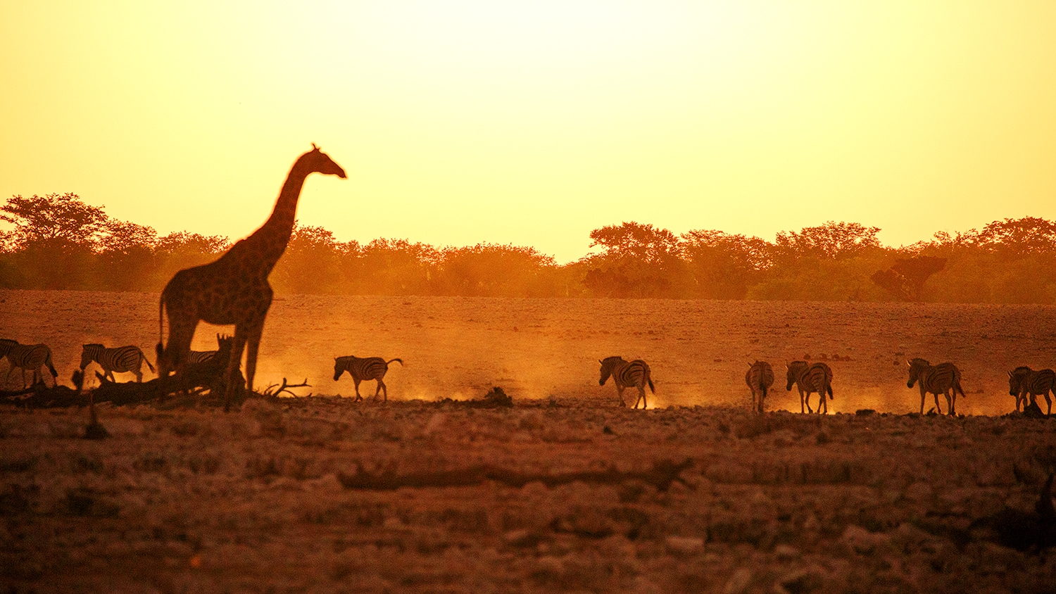 How Etosha Got Its Name - A Lesson In Following Our Daydreams