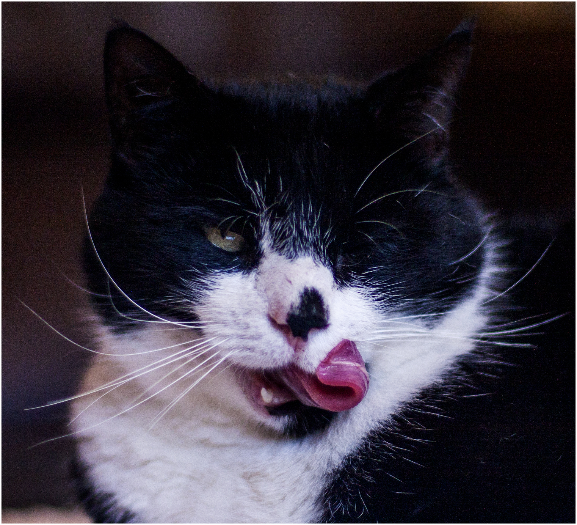 Hydrangeas Hot Chicks and Old Favourites