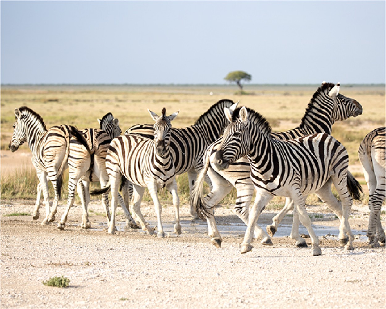 In Etosha We Slosha In Galosha