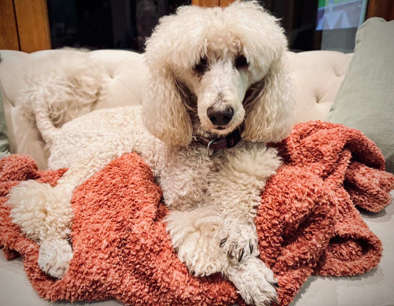 In The Dog Box - Dog Sitting -