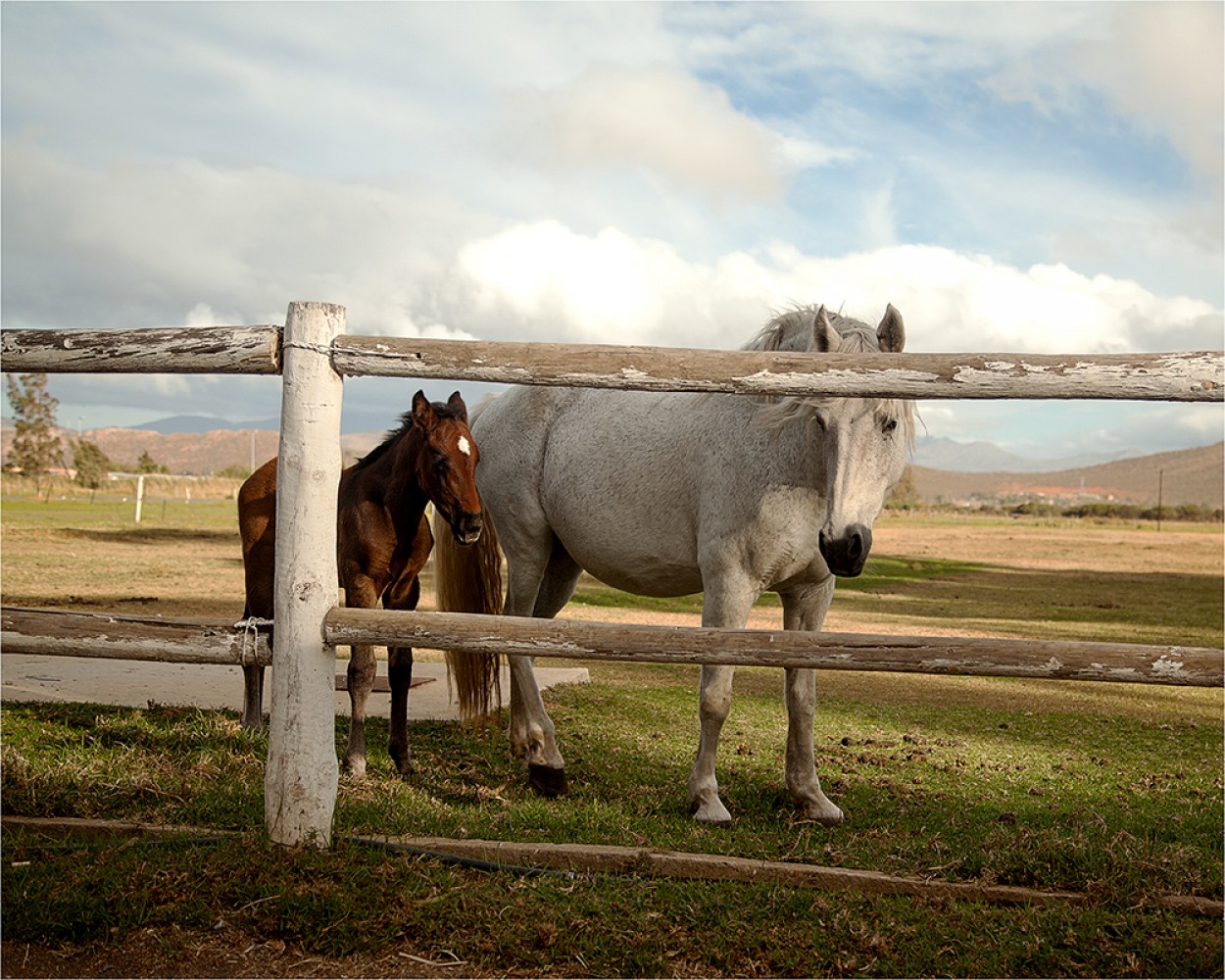 Just Horsing About