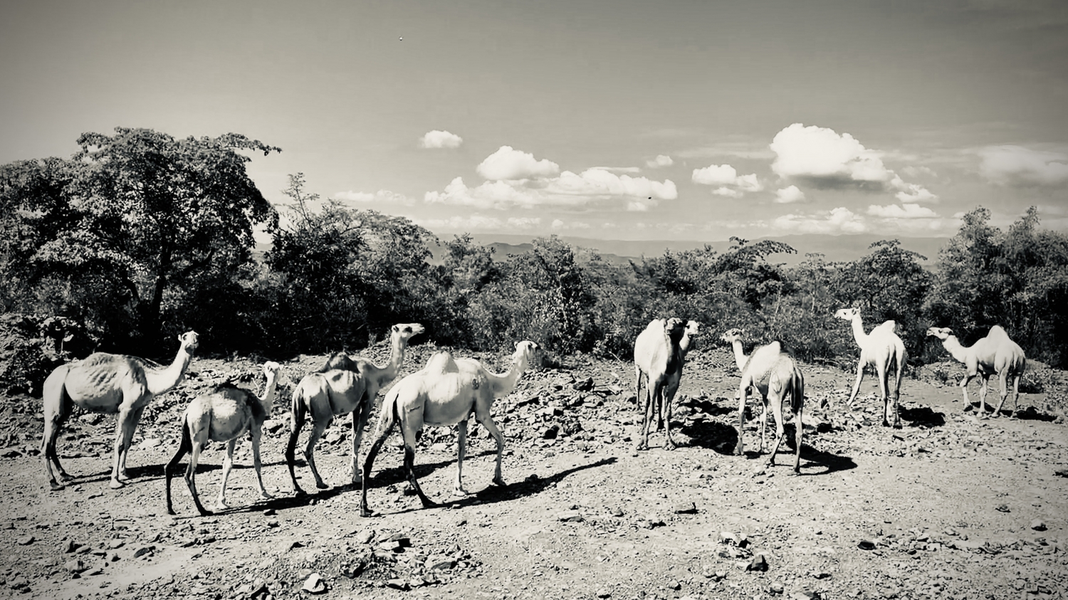 Kenya – Camels And A Kalashnikov