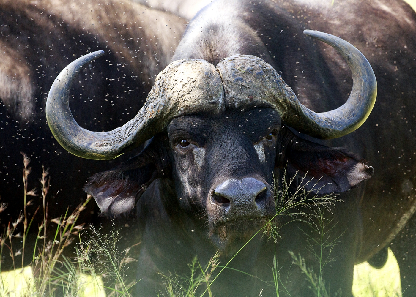 Kruger National Park And The Story Behind The Story