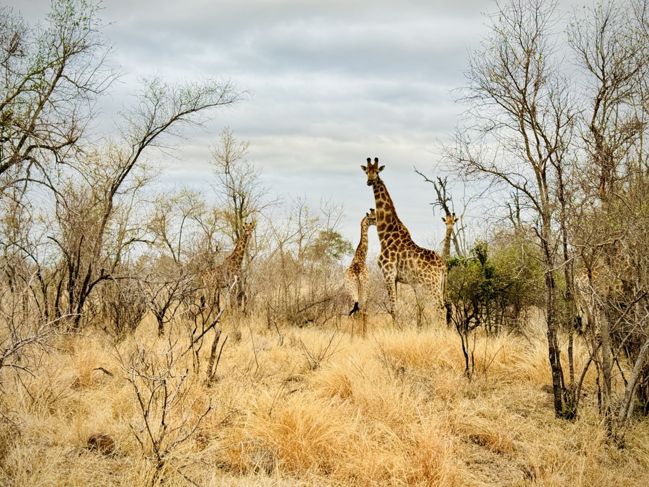 Kruger National Park - Celebrating A Life, Celebrating Wildlife, Celebrating Friendships