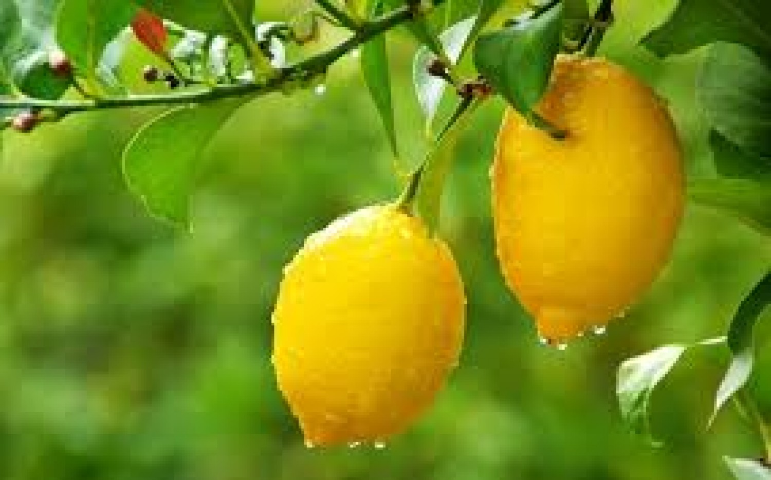 Lemons, lavender, and Limoncello _(What to do with Lemons)