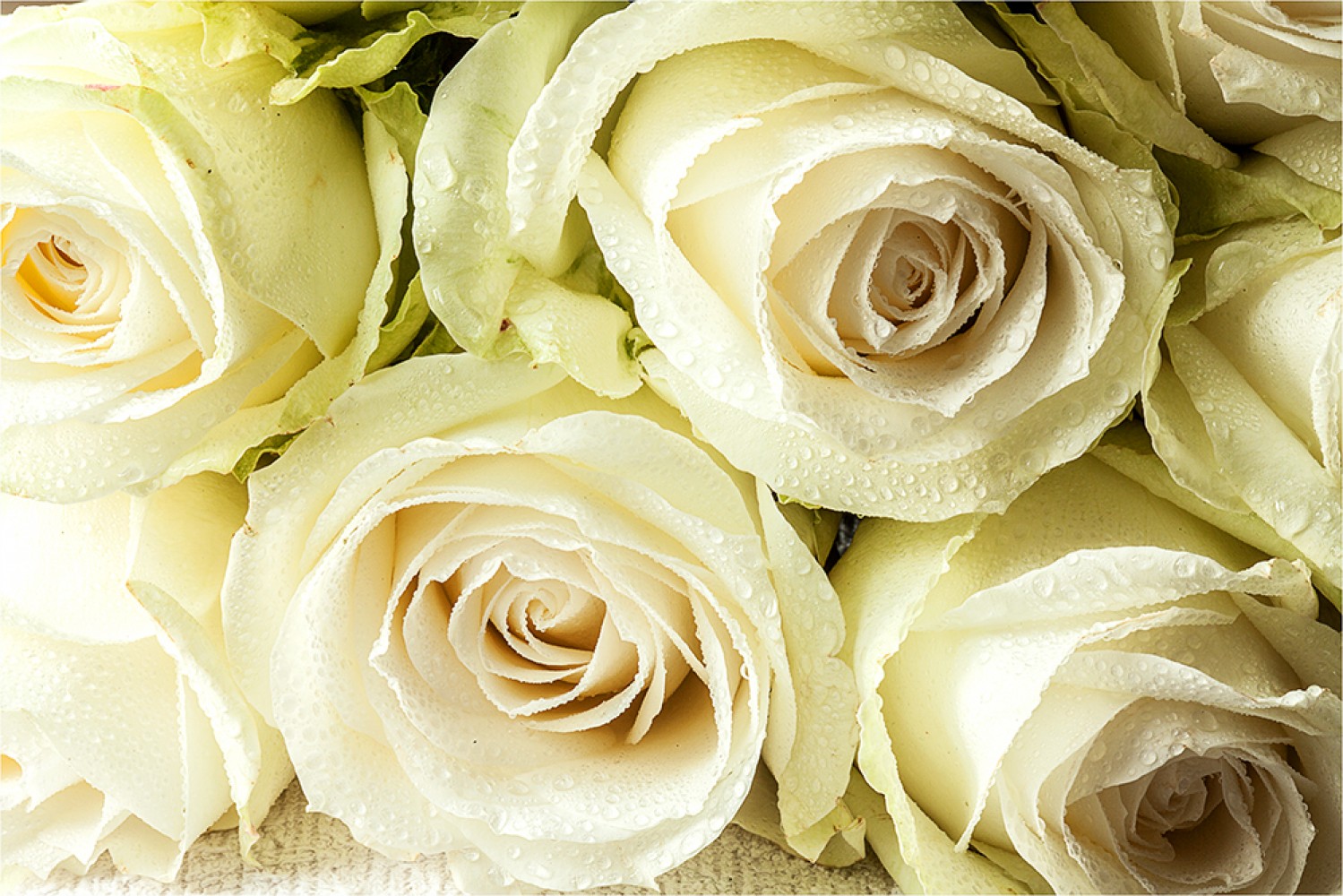 Light Shining On White