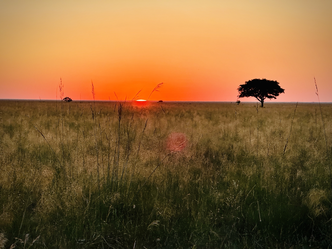 Living Liuwa Plains –  Hunters, Scavengers And Us - Zambia - Our Final Fling