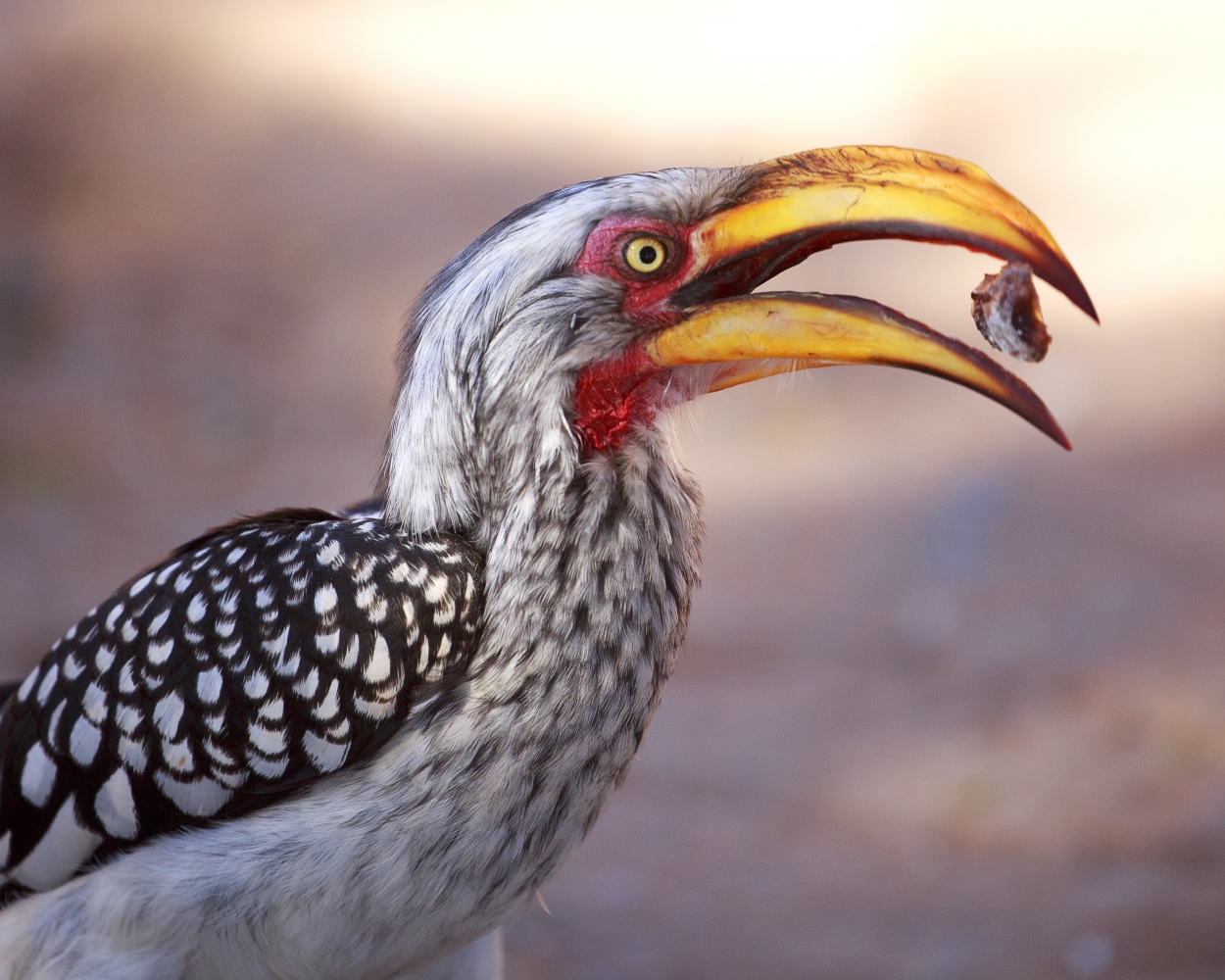 Mabuasahube - The Pecking Order