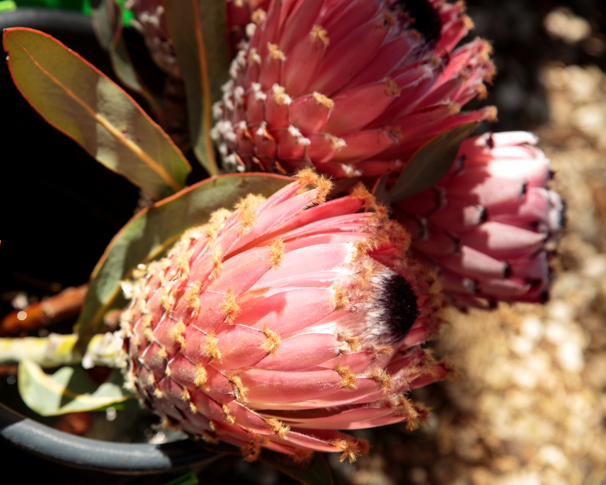 Making Memories In Montagu