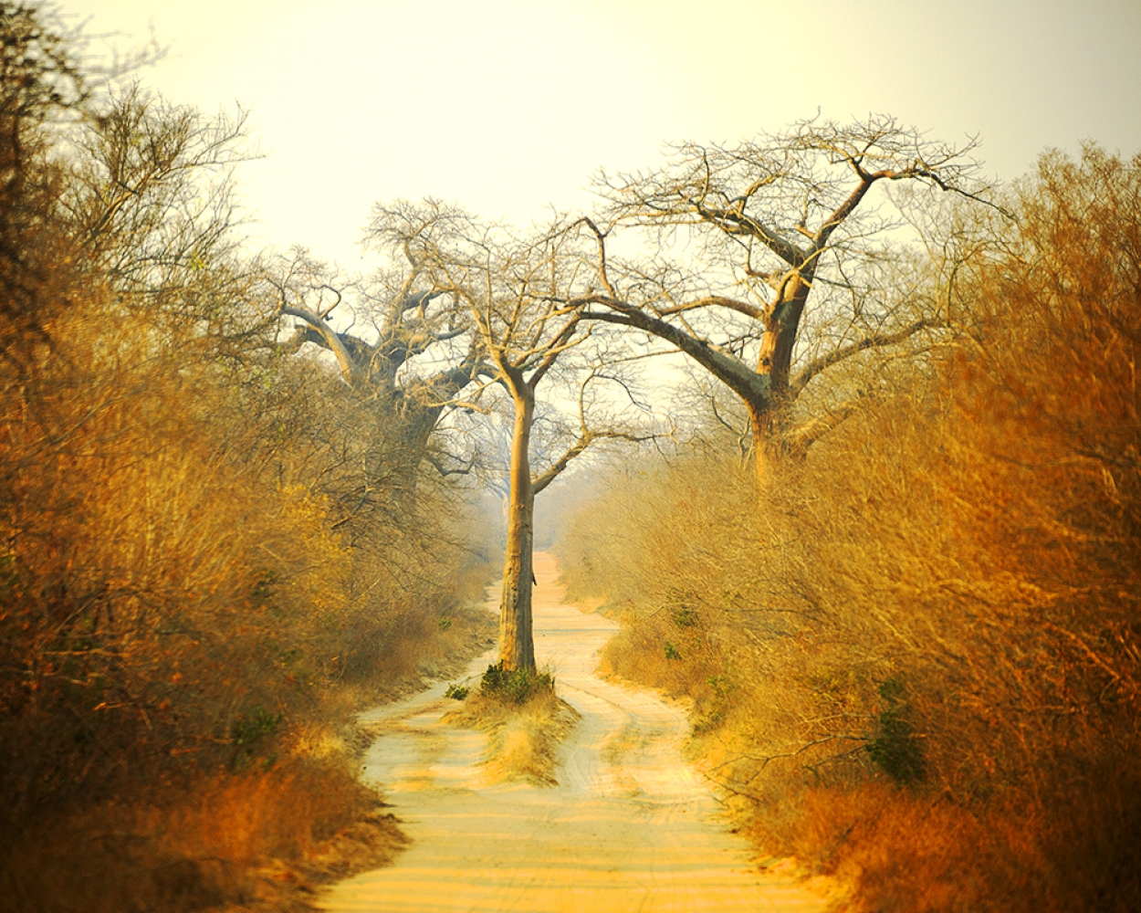 Mangwanani! Mana Pools