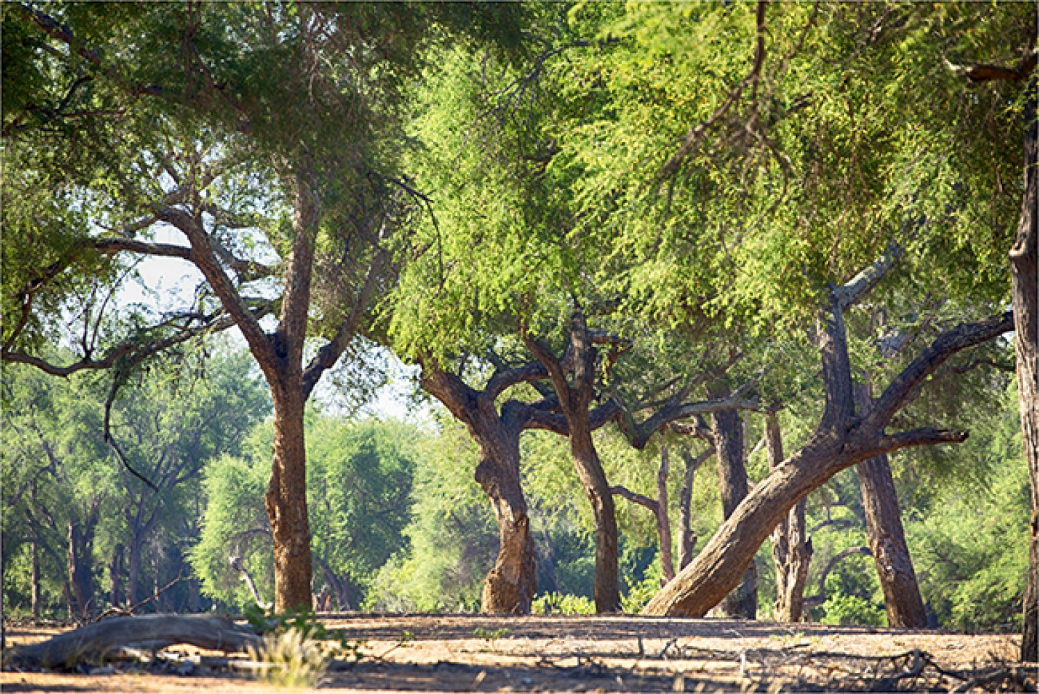 Meanderings During The Merry Month Of May