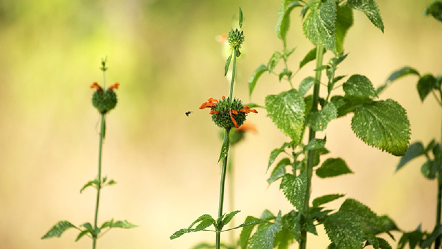 Mesmerizing Mana Magic