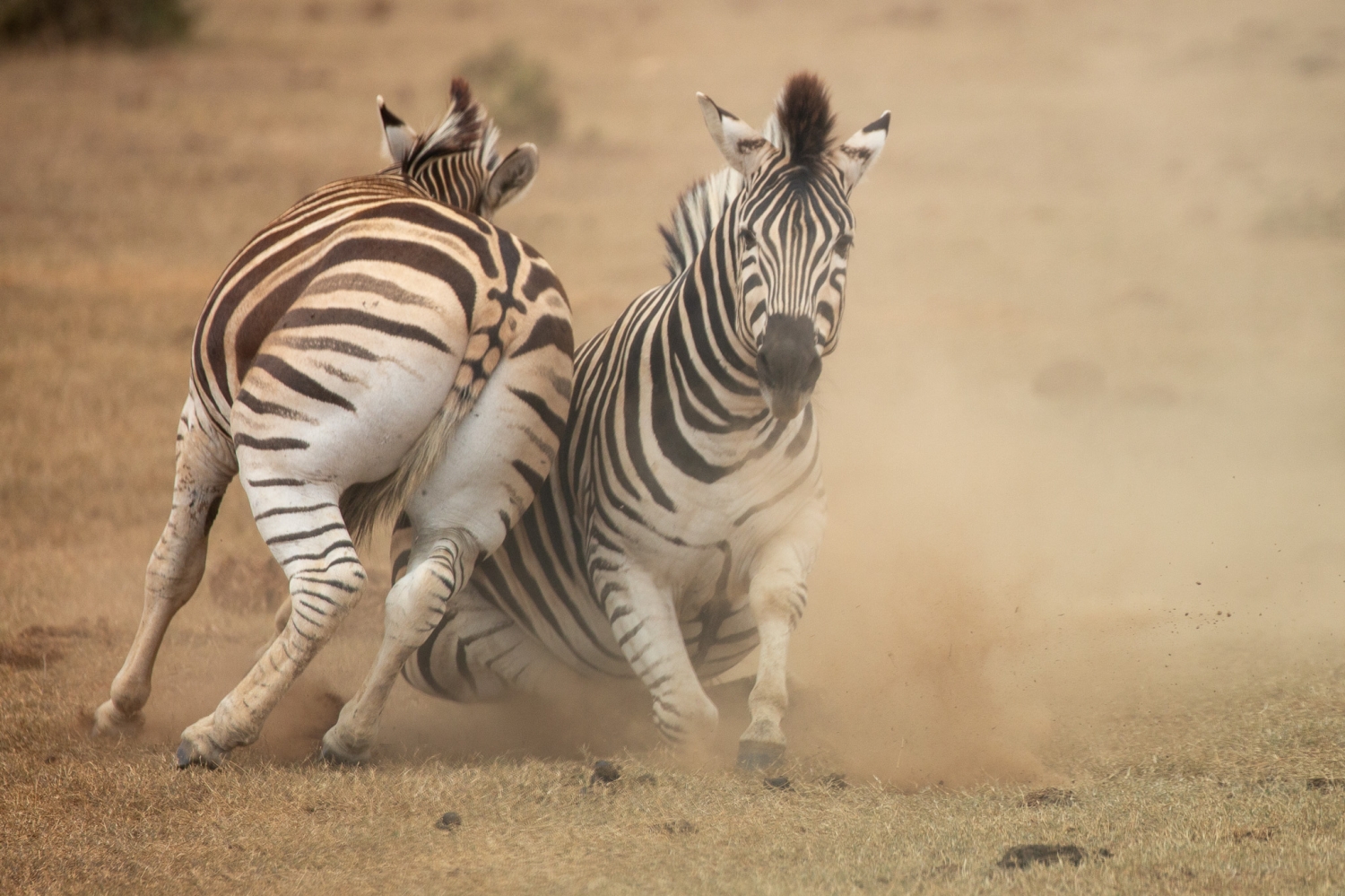 Mountain Zebra National Park - Earning Our Stripes - Spring Part 6