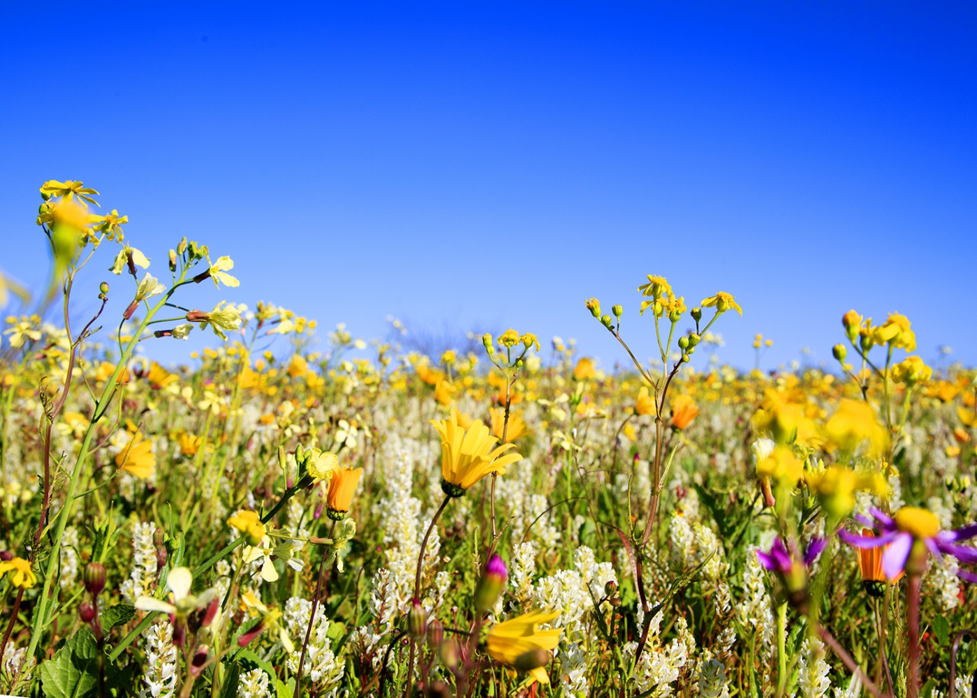 My Namaqualand Journal - Madeliefie, Pietsnotjie, Katstertjie -