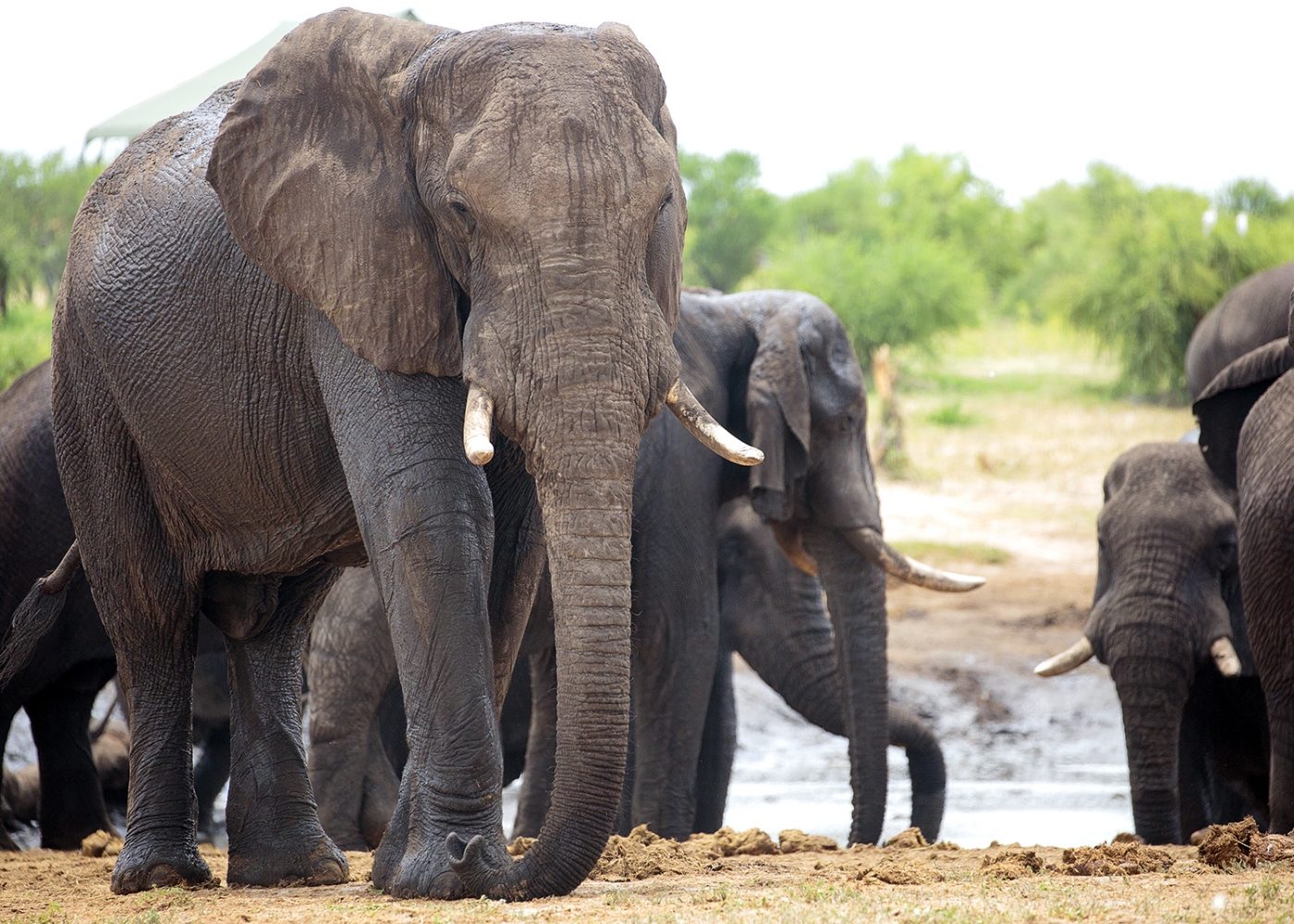 One, Two, Three, Four-tee-Four Elephants - Elephant Sands - Nata -Botswana