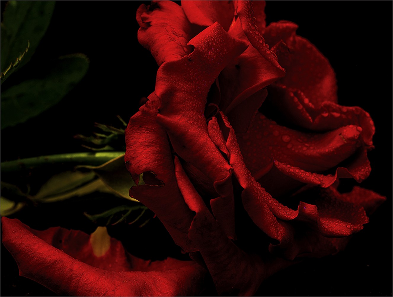 Overfed Dogs In The Winter Sun