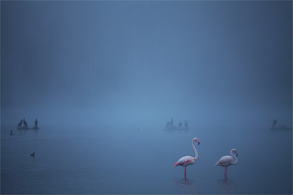 Panning Flamingos at Sunset