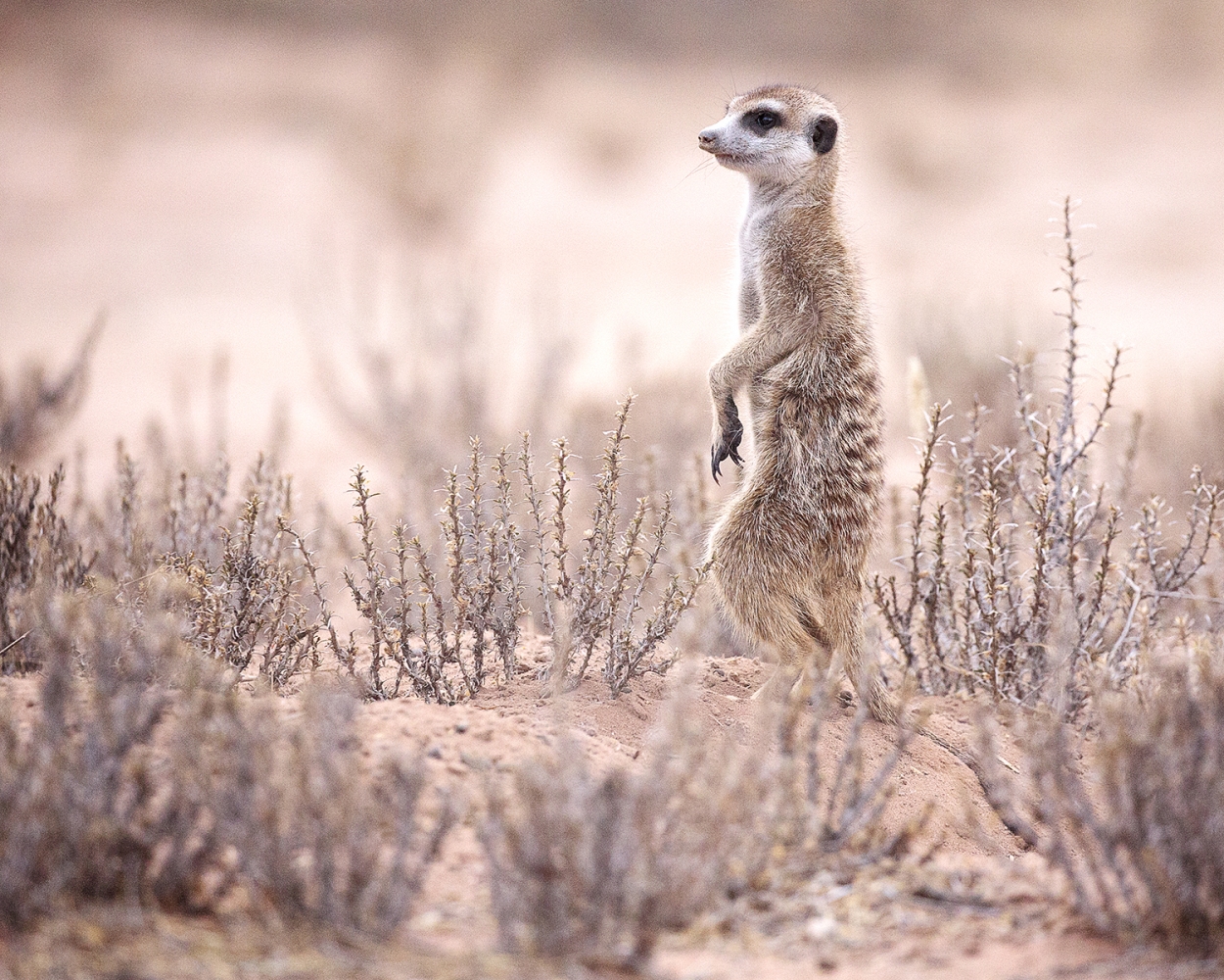 Picture A Meerkat In The Wild