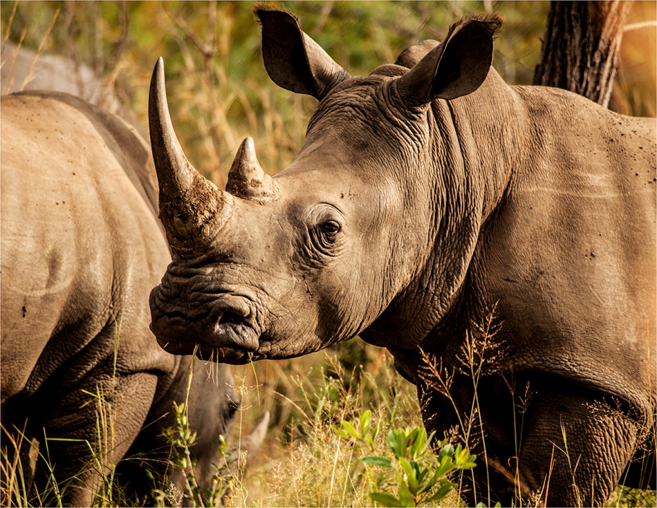 R is For Rhino Rob Restaurants and Red Wine - A Review
