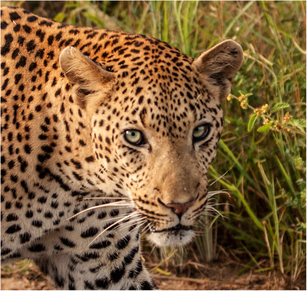 Road Tripping, Rondawels and Rhinos