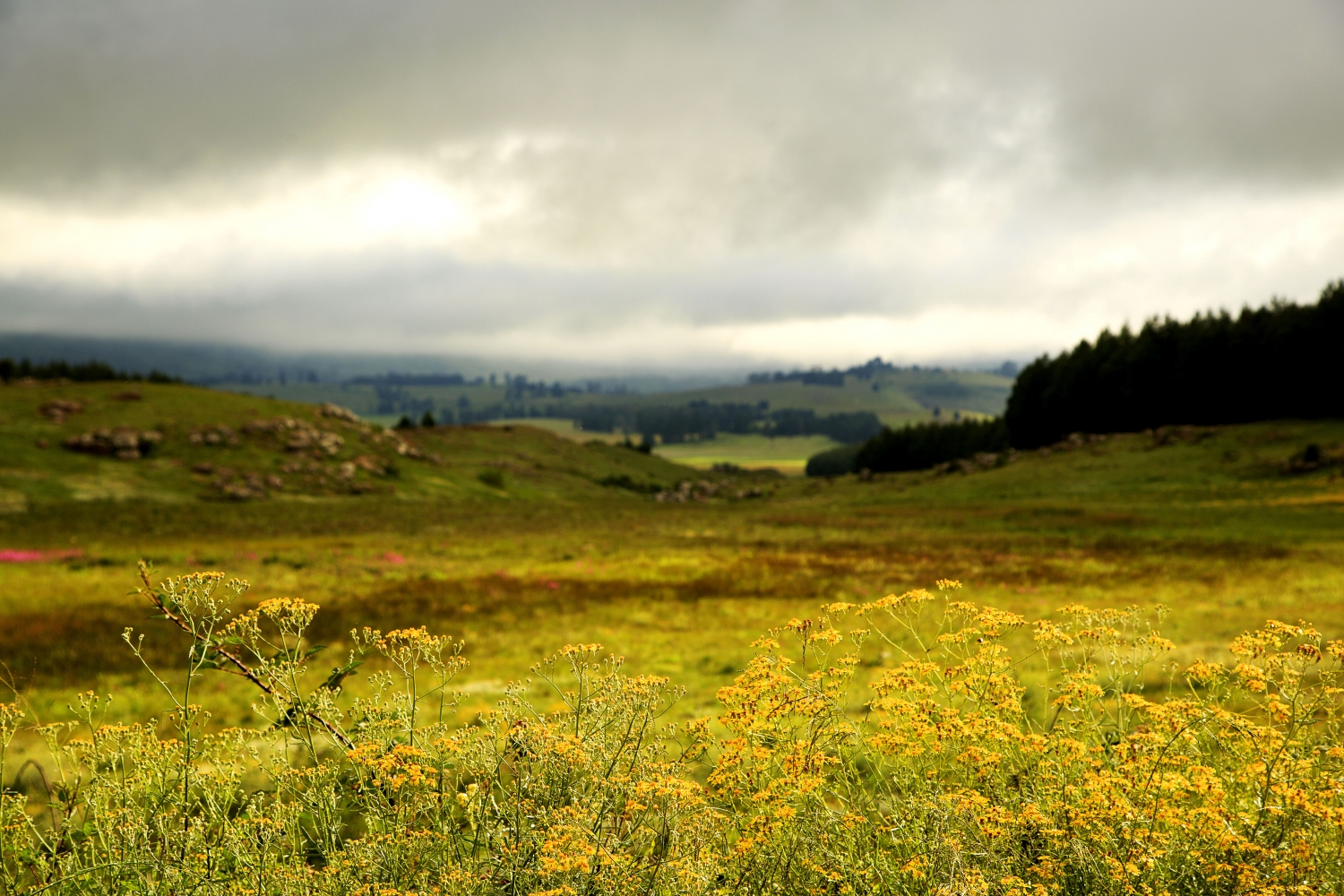 Searching For Magic Mushrooms - Hogsback - Eastern Cape Province