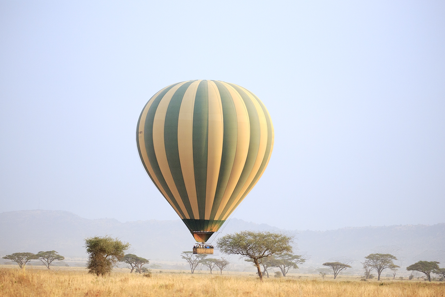 Serengeti - A Serendipitous Safari
