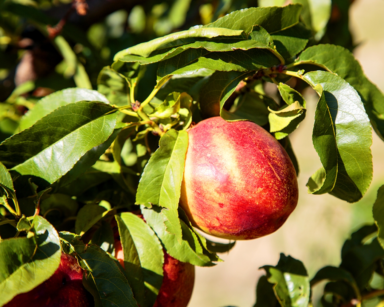 Seven Things To Do At Suikerbossie Guest Farm