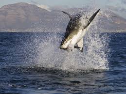 Shark Cage Diving in Kleinbaai