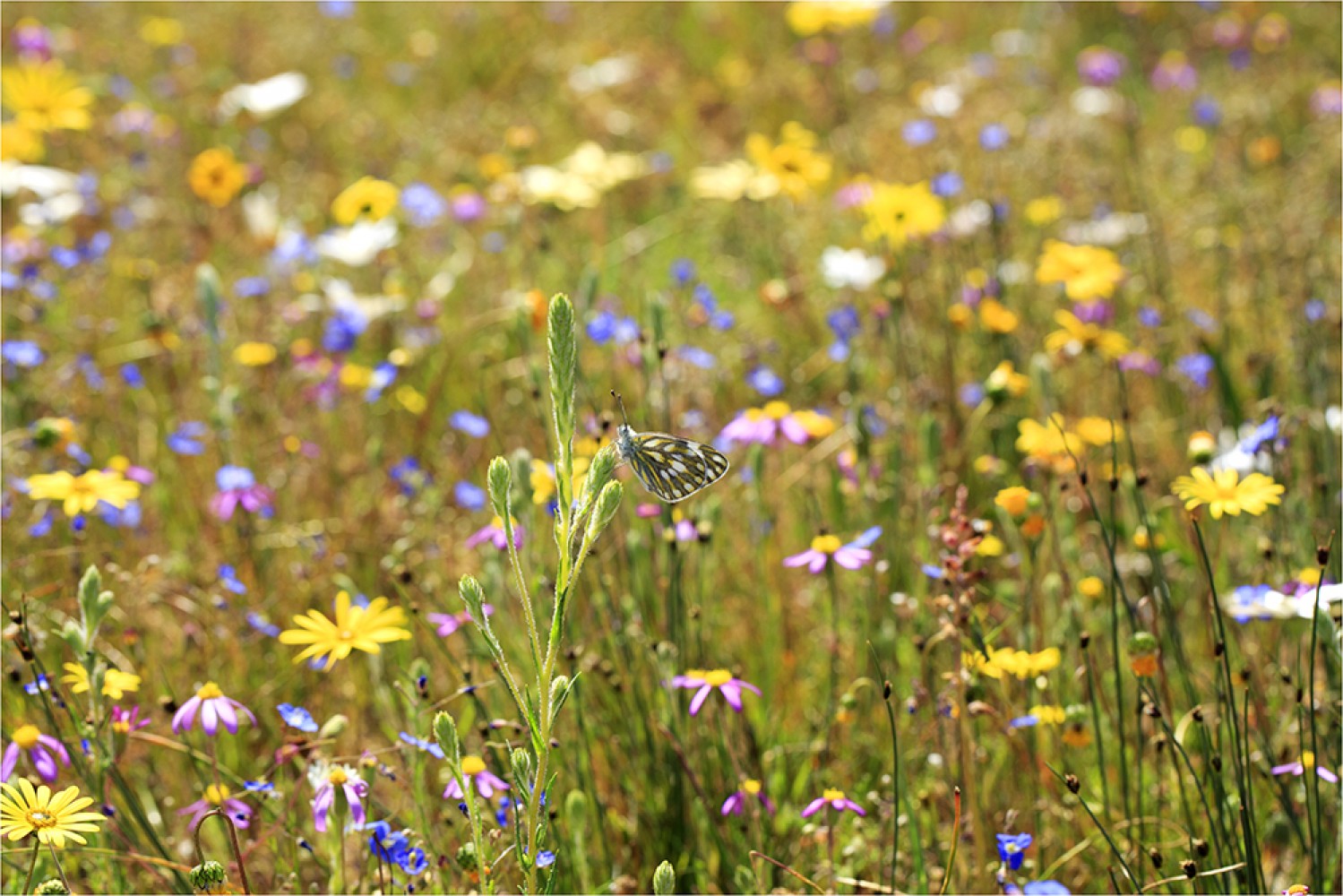 Singing Ching-Ching It's Spring