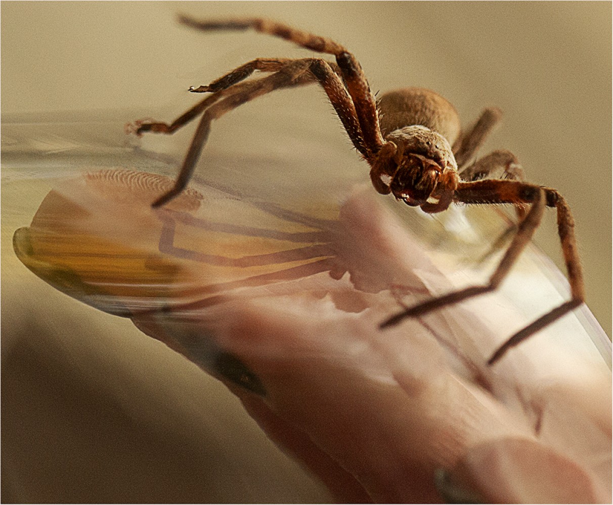 Stepping Up For Arachnids