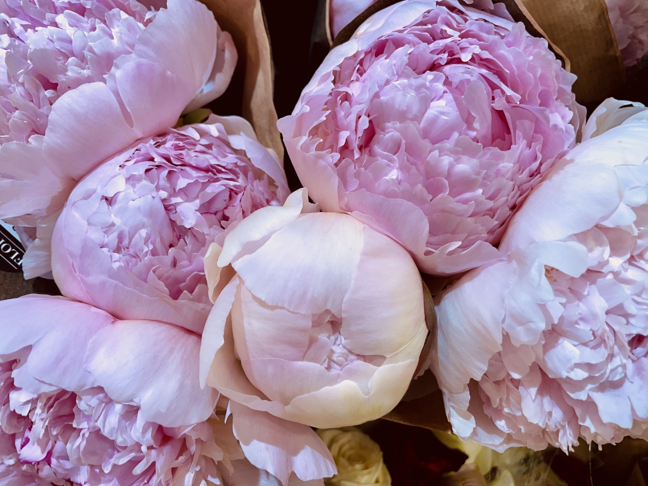 The Chase – Homeward Bound