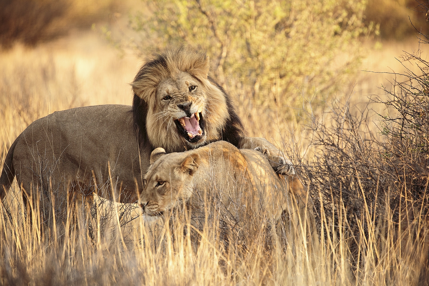 The Company We Keep – The Da Silva’s - Nossob – Kgalagadi