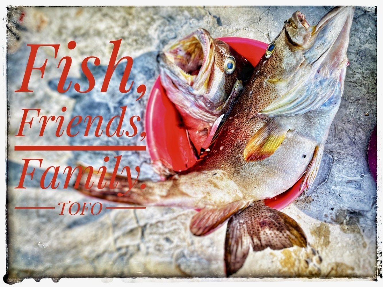 The Fab Four Do Tofo – It’s A Dream Catching Up With The Knights