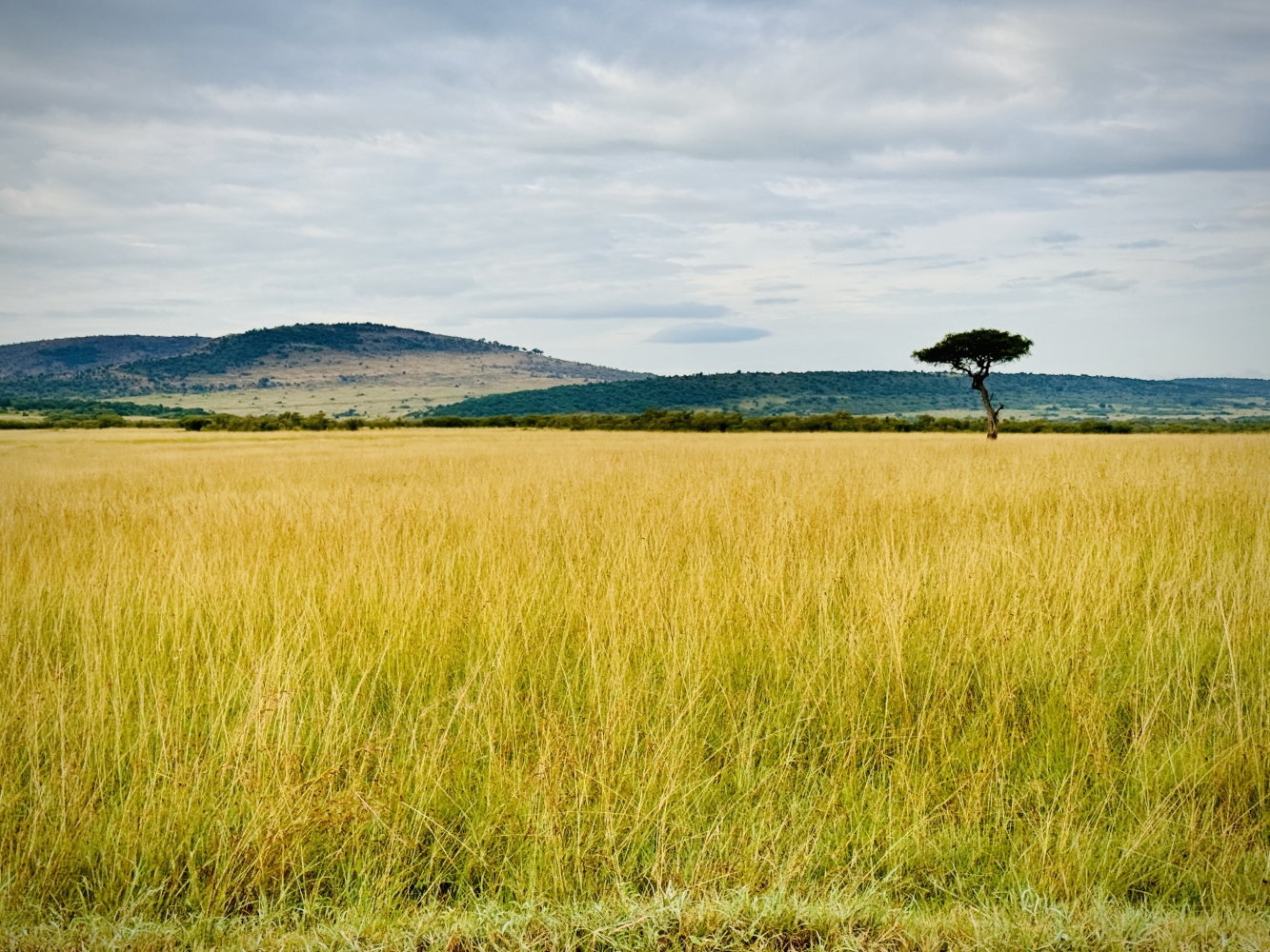 The Last Days - Our Kenya Swansong