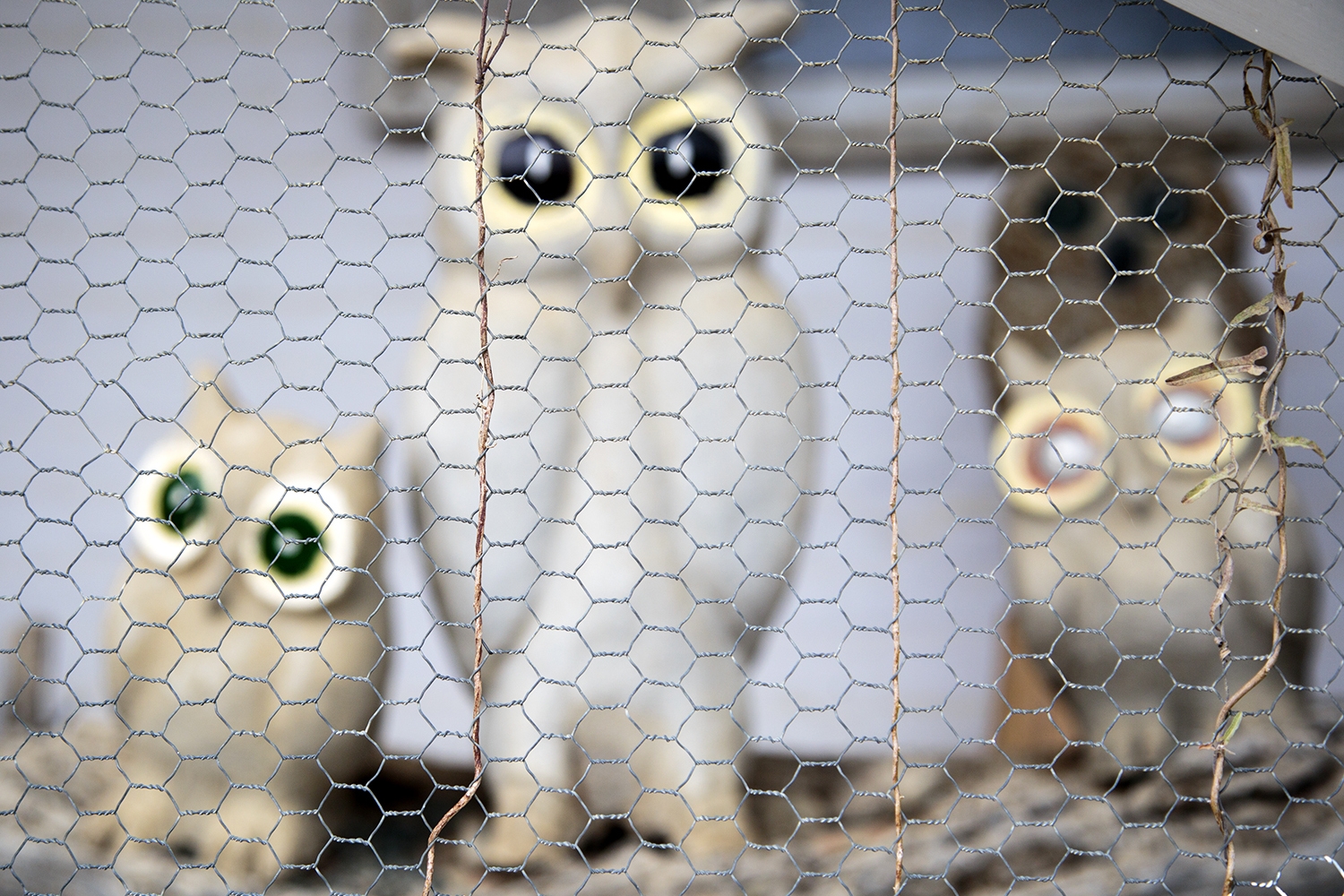 The Old And The Nieu Bethesda