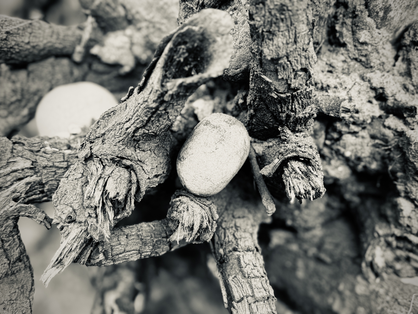 The Zambezi Stripped - in Black and White