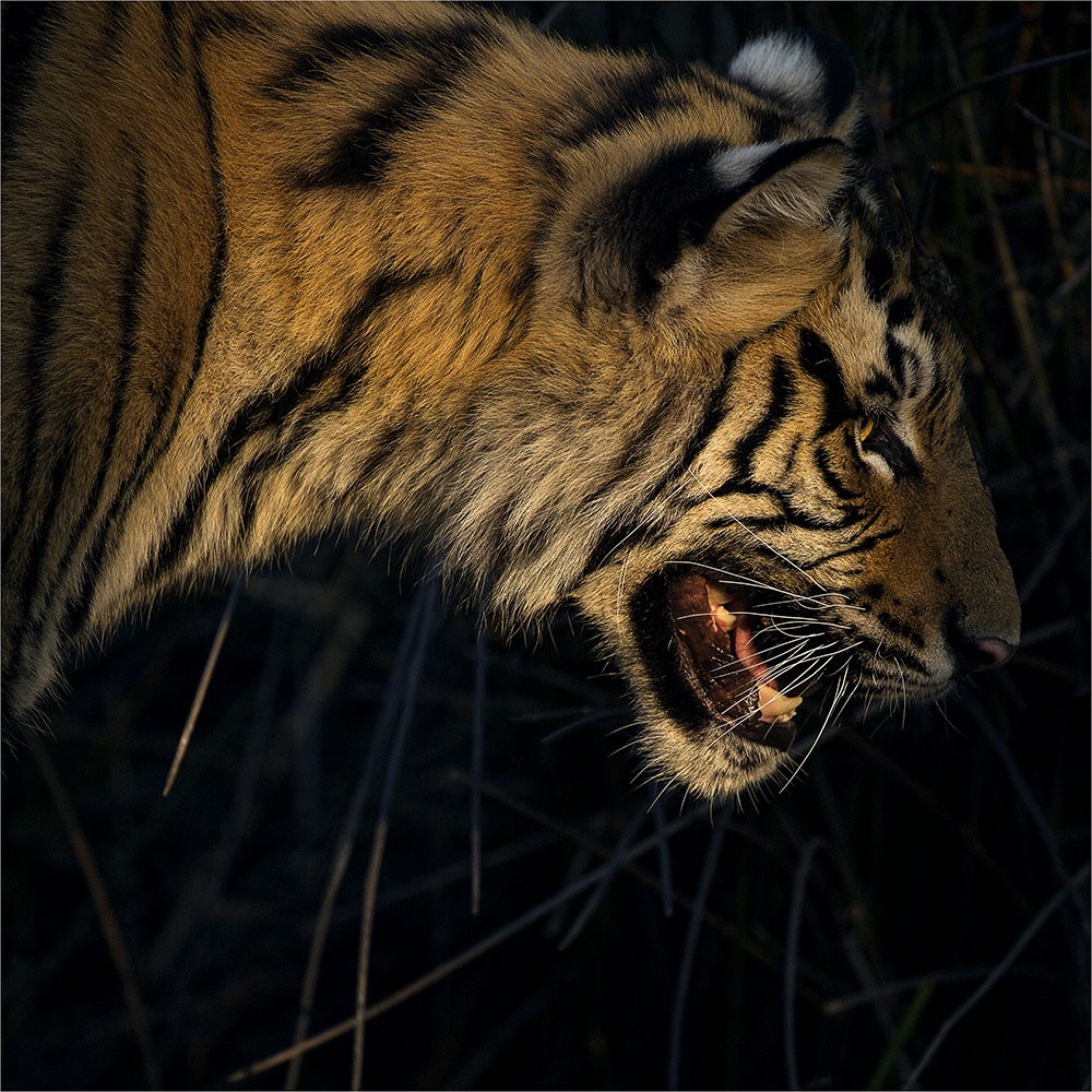 Treading Lightly On The Earth