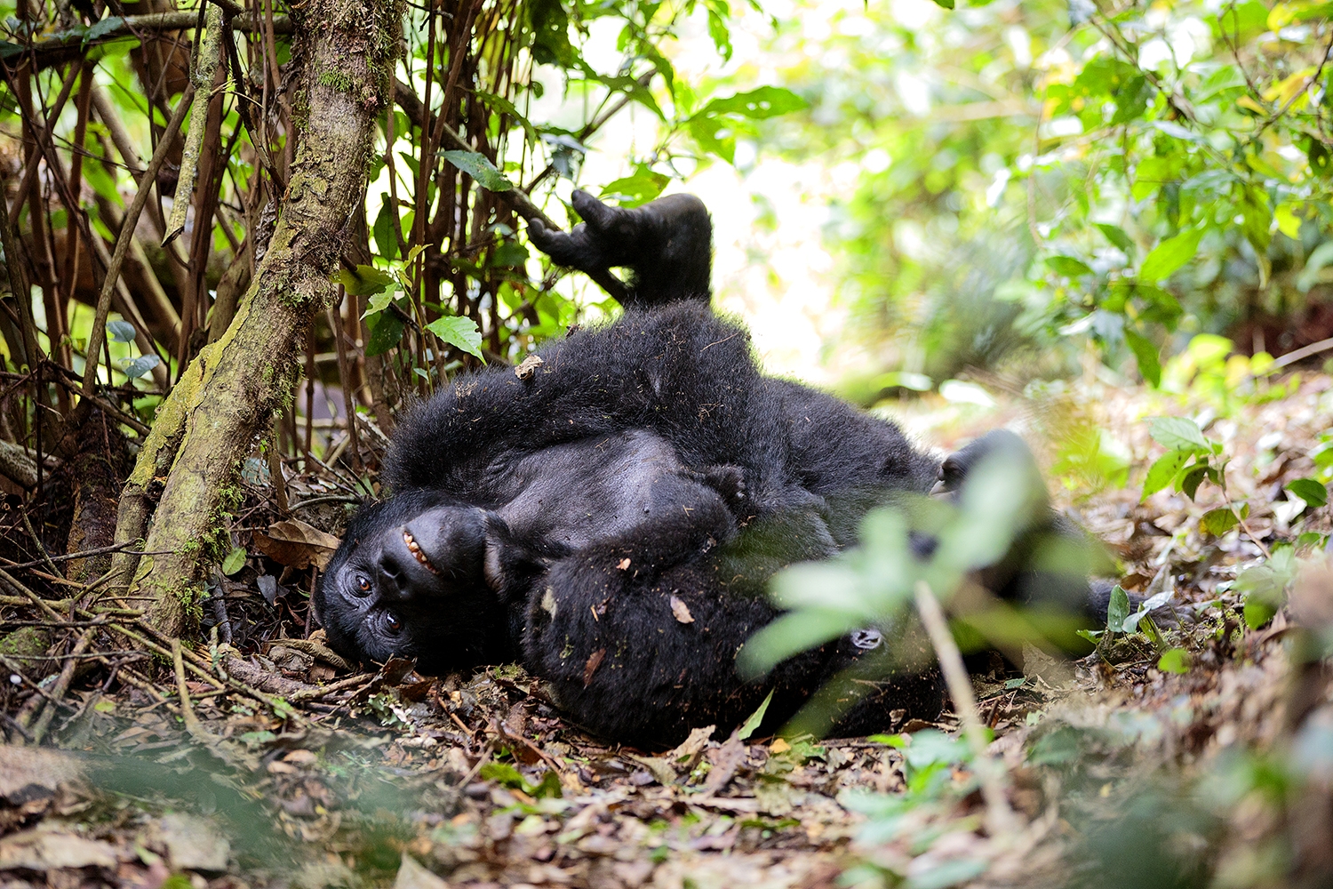 Unexpectedly Trekking Gorillas In Uganda