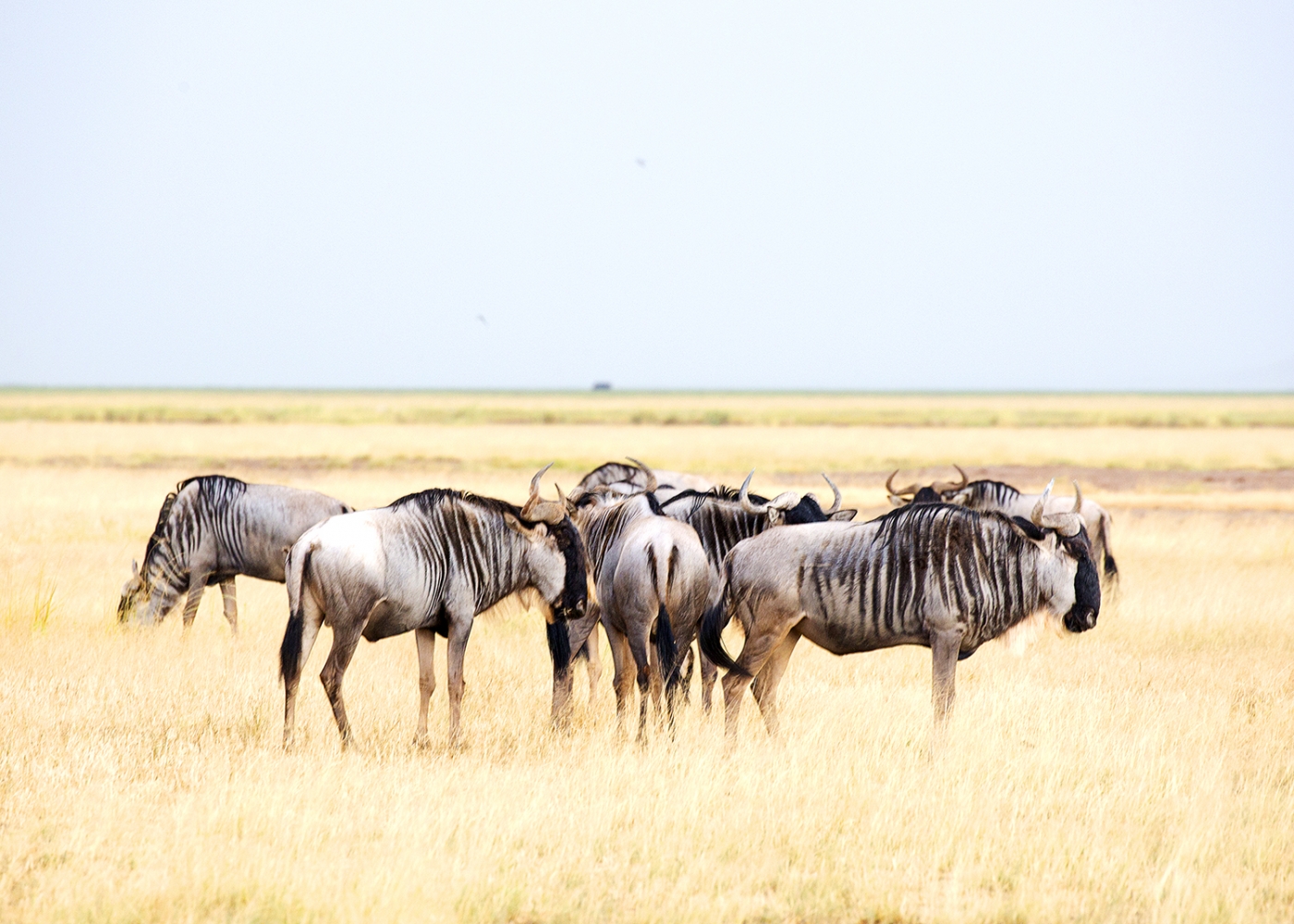 Whisperings Of A Whirlwind Wandering In Amboseli National Park - Kenya - Onward To See The Sea