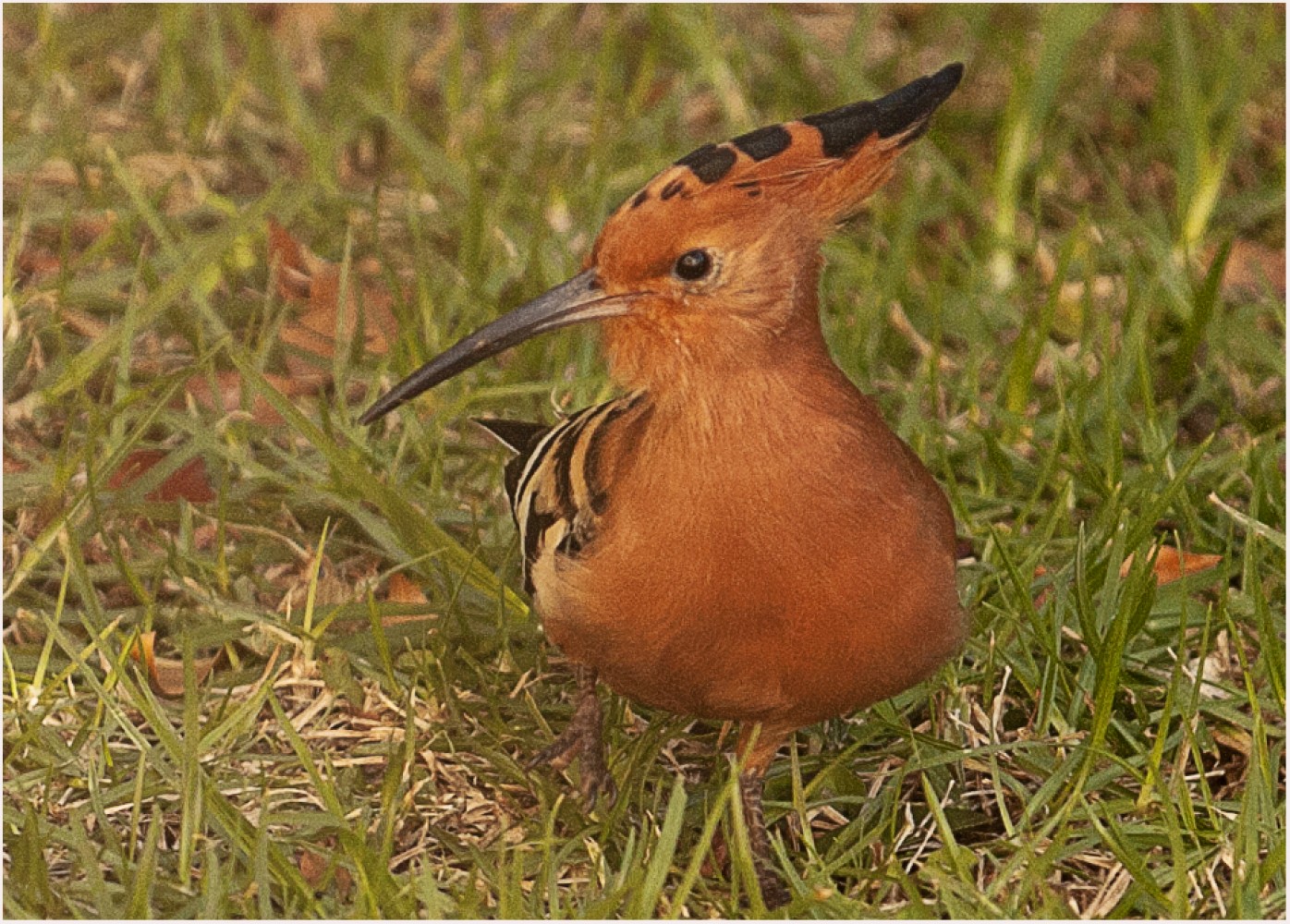 Whooping For A Hoopoe