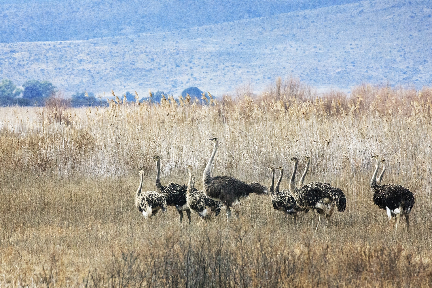 Winter Wandering Into The Great Karoo