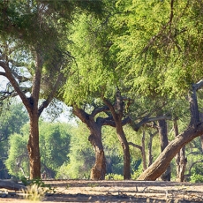 Meanderings During The Merry Month Of May